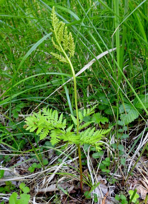 Botrypus virginianus (Botrychium virginianum) - lehtonoidanlukko on Suomessa erittäin uhanalainen (EN) laji ja sillä on kaikkiaan vain noin parikymmentä säilynyttä, tunnettua kasvupaikkaa. Lehtonoidanlukko onkin rauhoitettu. 7.7.2022. Copyright Hannu Kämäräinen.