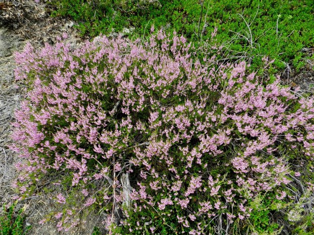 Calluna vulgaris - (kangas)kanervan puutunut juuristo haaroo ja leviää vaakatasossa lähellä maanpintaa sekä synnyttää vuosien myötä laajoja ja tiheitä kasvustolaikkuja. ES, Kouvola, Anjalankoski, Kaipiainen, kangasmetsän laide 6-tien (Salpausseläntie) varressa, 11.7.2012. Copyright Hannu Kämäräinen.