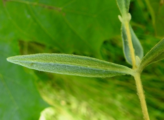 Cerastium tomentosum - hopeahärkin lehdet ovat myös alapuolelta tiheäkarvaiset. Lehtilaidat ovat litteät tai hieman alaspäin kiertyneet. V, Lohja, Jantoniemi, Jantoniementien jyrkkä laitarinne, 7.7.2022. Copyright Hannu Kämäräinen.
