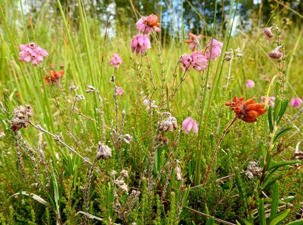 Erica tetralix - nummikellokanervan varsien ja haarojen yläosat ovat yleensä pystyt ja kohottavat kukinnot tavallisesti noin 10-25 cm:n korkeuteen. Lajin kukinta-ajankohta Suomessa on pitkään ajoittunut elokuulle. Ilmastonmuutos aikaistaa nummikellokanervan, kuten monien muidenkin lajien, kukinta-aikaa. Alkukesän säistäkin riippuen kukinta alkaa nykyisin usein jo heinäkuun puolella. Kuvanottoajankohtana, elokuun alkupuolella, osa kukinnoista oli jo kokonaan ohi. Kuvan oikeassa yläkulmassa näkyy myös aivan alkuvaiheessa olevia kukintoja. 10.8.2022. Copyright Hannu Kämäräinen.