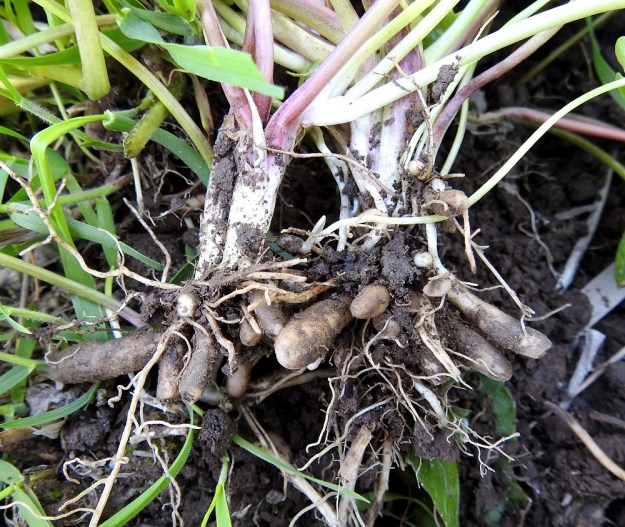 Ficaria verna (Ranunculus ficaria) - mukulaleinikin juurakko on lyhyt ja siinä on tiheänä ryhmänä nuijamaisia, turvonneita juuria, jotka ovat yleensä noin 0,5-5 cm pitkiä. Kasvin maanpäälliset osat kuihtuvat jo keskikesällä ja se viettää lepokautta juuristonsa turvin seuraavaan kevääseen saakka. Mukulamaiset juuret tarjoavat itusilmujen lisäksi myös toisen kasvullisen leviämisen tavan. Laajenevat ja irtoilevat juuripaksunnokset mahdollistavat tyypillisten, tiheiden ja laajenevien kasvustojen muodostumisen. EH, Hämeenlinna, Keinusaari, Vanajaveden ranta Varikonniemen eteläpuolella, 24.5.2022. Copyright Hannu Kämäräinen.
