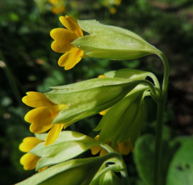 Primula veris - kevätesikon kukinnon tukilehdet ovat hyvin kapeat, neulasmaiset ja noin 5 mm pitkät. Kukkaperien pituus on noin 10-20 mm. Verhiö on väljän kellomainen, viisisärmäinen ja kärjestä viisiliuskainen. Se on noin 15 mm pitkä ja yksivärisen vaaleanvihreä tai kellertävänvihreä sekä hyvin tiheästi ja lyhyesti nystykarvainen. Teriö on yhdislehtinen ja noin 20 mm pitkä. A, Jomala, Ramsholm, luonnonsuojelualue, 25.5.2013. Copyright Hannu Kämäräinen.