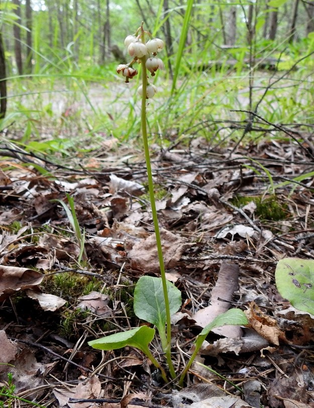 Pyrola media - kellotalvikki voi olla kukkien ja ruusukelehtien määrältään myös vaatimattomampi. V, Turku, Peltolan ja Huhkolan välinen alue, Skanssinmäen eteläpuoli, Kaistintien varren metsäinen kumpare, 25.6.2019. Copyright Hannu Kämäräinen.