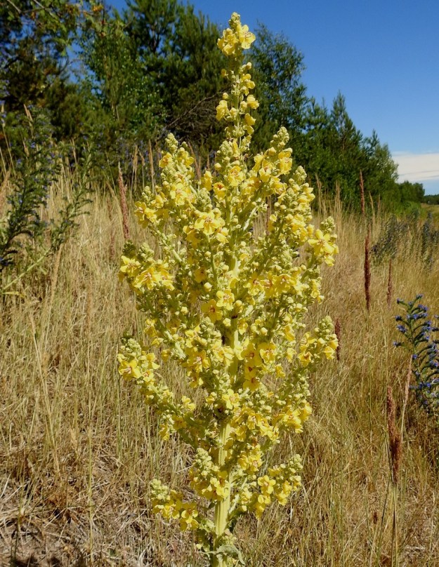 Verbascum speciosum - pustantulikukan kukinto on varsipäätteinen ja monihaaraisen röyhymäinen kerrannaiskukinto, joka on tavallisesti noin 30-60 cm pitkä ja leveimmältä kohtaa noin 10-30 cm leveä. 13.7.2022. Copyright Hannu Kämäräinen.