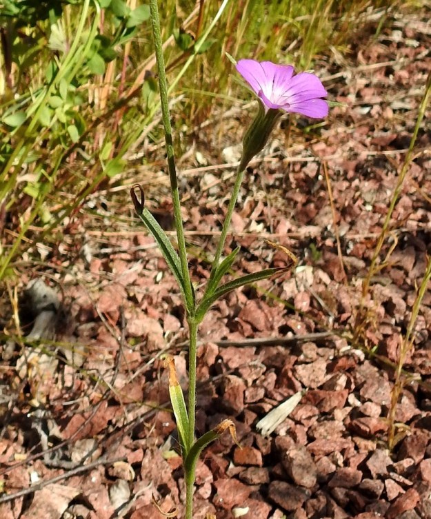 Agrostemma githago - isoaurankukan varrella olevat kukat ovat lehtihankaisia. 11.7.2022. Copyright Hannu Kämäräinen.