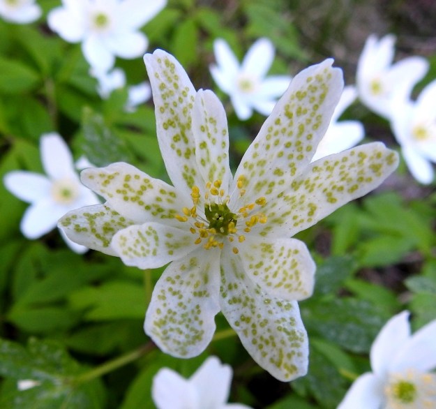 Anemone nemorosa - valkovuokon sienitauti, valkovuokon-pihlajanruoste, Ochropsora ariae, muuttaa myös kukan hyvin erikoisen näköiseksi. Kuvan verson kymmenen kehälehteä ovat saaneet vihreän pilkutuksen. Valkovuokko on ilmeisen hyvin sopeutunut sienivaivaansa eikä se aiheuta varsinaisia kasvustotuhoja. Oheinen yksilökin kykenee sienestä huolimatta tuottamaan heteet ja emiön normaalisti. EH, Hämeenlinna, Loimalahti, Hirsimäki, 12.5.2018. Copyright Hannu Kämäräinen.