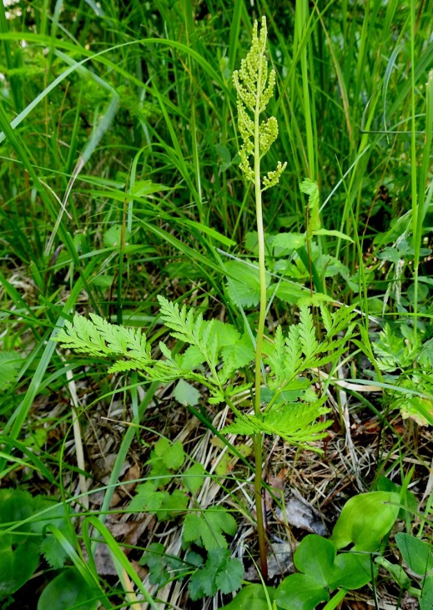 Botrypus virginianus (Botrychium virginianum) - lehtonoidanlukon lehti jakautuu noin verson puolivälistä steriiliin ja fertiiliin, itiöpesäkkeelliseen osaan, jotka ovat keskenään hyvin erinäköisiä. Näyttää siltä kuin lajilla olisi yksi varsilehti ja pitkävanainen, haarova "kukinto", vaikka kyseessä onkin yksi jakautunut lehti. 7.7.2022. Copyright Hannu Kämäräinen.