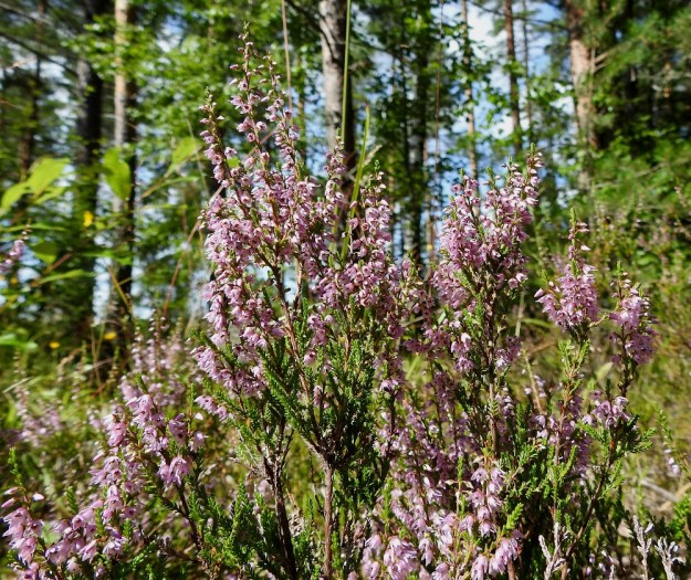 Calluna vulgaris - (kangas)kanervan kukinnot ovat haarojen latvassa näennäisesti toispuolisina, tiheähköinä terttuina. Neulasmaiset lehdet keskittyvät kukinnon alapuolisiin, kukattomiin haaroihin. EH, Hämeenlinna, Loimalahti, Kolkanmäki, mäntykangas, 25.7.2022. Copyright Hannu Kämäräinen.