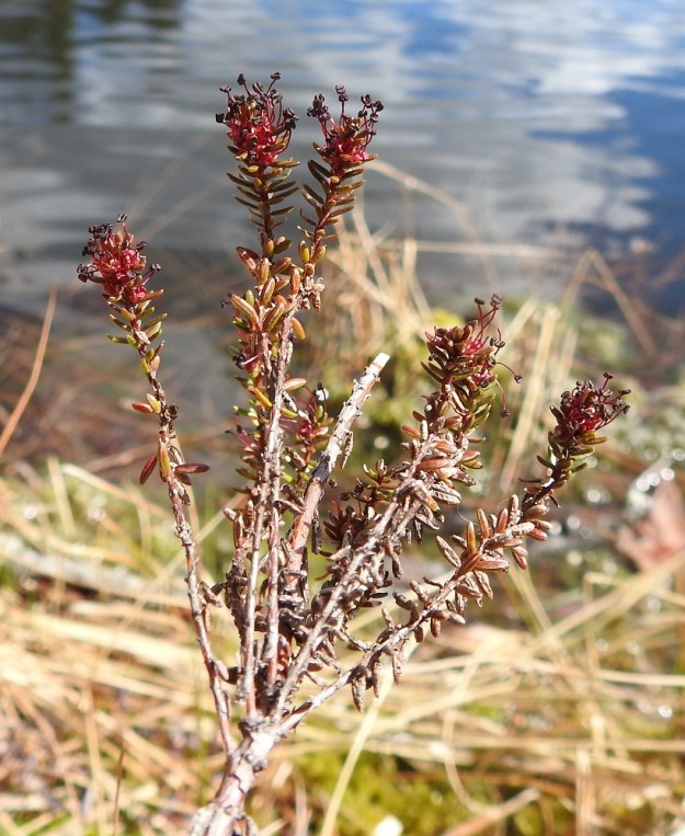 Empetrum nigrum subsp. nigrum - (musta)variksenmarjan subsp. etelänvariksenmarjan kukat keskittyvät ryhmiksi versojen kärkiosiin. EH, Hämeenlinna, Pullerinmäki, Ahvenistonharjun juurella olevan Kahtoilammen rantaräme ja -neva, 13.5.2022. Copyright Hannu Kämäräinen.