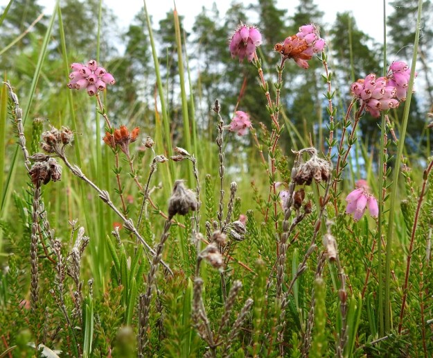 Erica tetralix - nummikellokanervan lehdet ovat versossa nelittäin kiehkuroina. Kiehkurat ovat harvemmassa kukinnon alapuolella ja tiheimmillään kukattomissa haaroissa. Lehdet ovat yläviistot tai sivulle siirottavat. 10.8.2022. Copyright Hannu Kämäräinen.