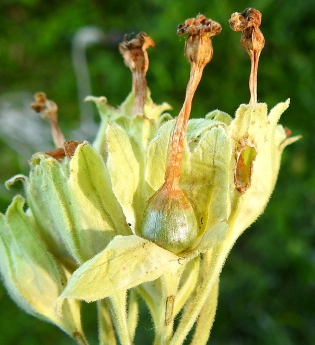 Primula veris - kevätesikko 10.7.2022 A, Finström, Bastö, N-kärki, NE-kulma, Ekudden, tammi- ja saarnivaltainen niemi, jonka W-puolisko lammashakana ja E-puoliskossa neljä lomamökkiä ja sauna, mökkien ja rannan välinen puustoinen niitty, YKJ 6711374:3107148. Kuva Hannu Kämäräinen.