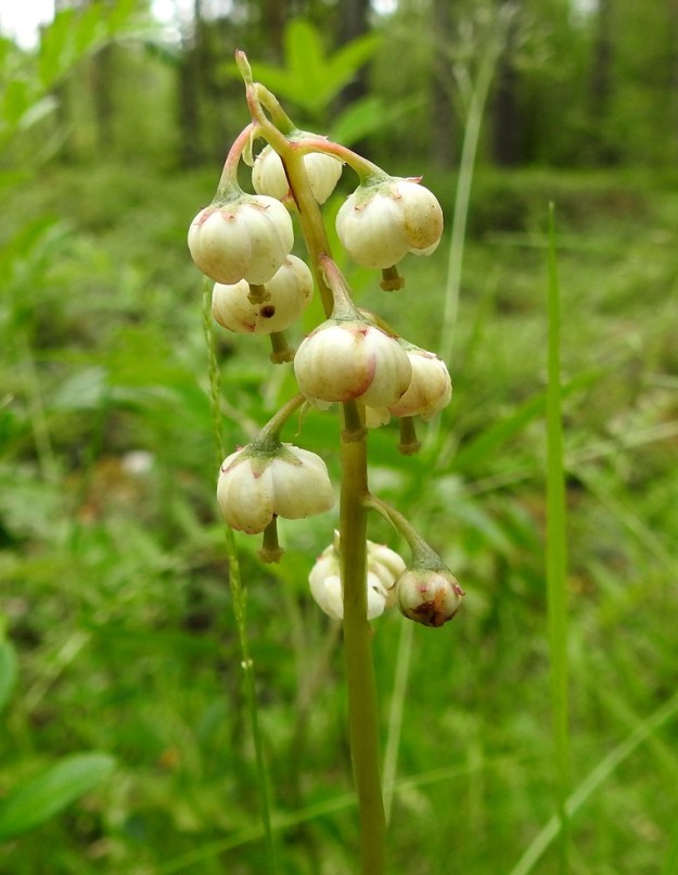 Pyrola media - kellotalvikin teriö on puolipallomainen tai kellomainen, valkoinen tai punertava ja tavallisesti noin 7-10 mm leveä. Kukkaperä on noin 5-8 mm pitkä ja kaareva. Perän tyvellä oleva tukilehti on suikeahko ja noin 4-7 mm pitkä. EH, Hämeenlinna, Loimalahti, Kolkanmäen sivua kulkevan ulkoilureitin laitametsä, 2.7.2022. Copyright Hannu Kämäräinen.