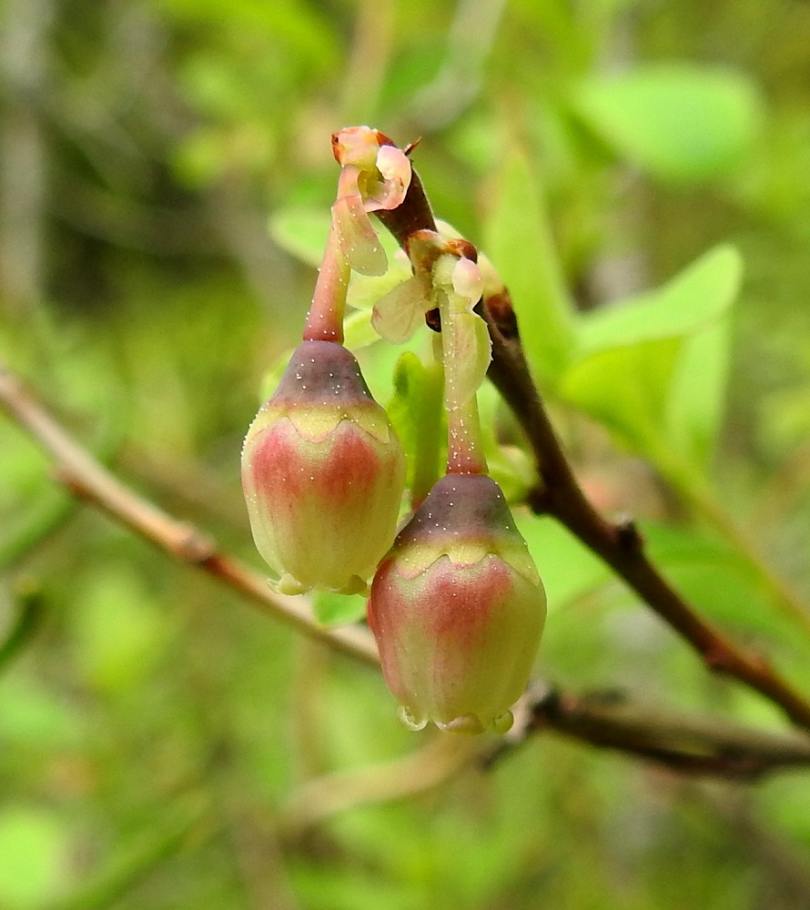 Vaccinium uliginosum subsp. uliginosum - (taiga)juolukan subsp. suojuolukan teriö on ruukkumaisesti yhdislehtinen ja usein ainakin jossain määrin punertava. Se on tavallisesti noin 4-6 mm pitkä ja leveimmältä kohtaa noin 4-5 mm leveä. Teriön kärjessä on neljä tai viisi pyöreämuotoista, lyhyttä liuskaa, jotka ovat yleensä ylöspäin kiertyneet. Verhiö ja sen sisään jäävä, kartiomainen kukkapohjus ovat yhteensä noin 2-3 mm pitkiä. Kuten teriön, myös verhiön kärjessä on neljä tai viisi liuskaa, jotka ovat leveän ja pyöreähkön kolmiomaisia. 9.6.2022. Copyright Hannu Kämäräinen.