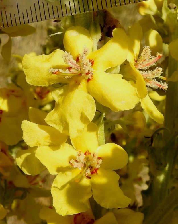 Verbascum speciosum - pustantulikukan teriö on keltainen ja yleensä noin 18-30 mm leveä. Se on tyveltään yhdiskasvuinen, ratasmainen ja lyhyttorvinen sekä lähes säteittäisesti viisiliuskainen. Liuskat eivät ole limittäiset. Niiden tyvellä on punainen täplitys. Kooltaan ne ovat tavallisesti noin 7-12 mm pitkät ja leveimmältä kohtaa noin 5-10 mm leveät. 13.7.2022. Copyright Hannu Kämäräinen.