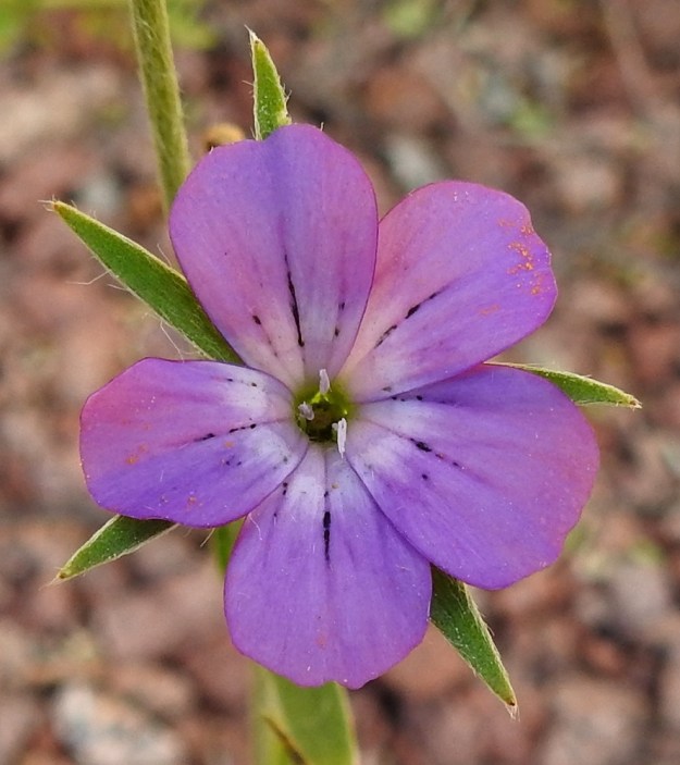Agrostemma githago - isoaurankukan teriö on tavallisesti noin 20-35 mm leveä ja lisäteriötön. Terälehtiä on viisi ja ne ovat vastapuikeat, yleensä purppuranpunaiset tai sinipunaiseen vivahtavat. Niissä on pitkittäisiä, kapeita ja tummia juovia. Verhiönliuskat ovat useimmiten selvästi terälehtiä pitemmät. Kuvassa olevan kukan heteet ovat vasta nousemassa esiin ja keskellä näkyvä emiö on vielä kehittymätön. 11.7.2022. Copyright Hannu Kämäräinen.