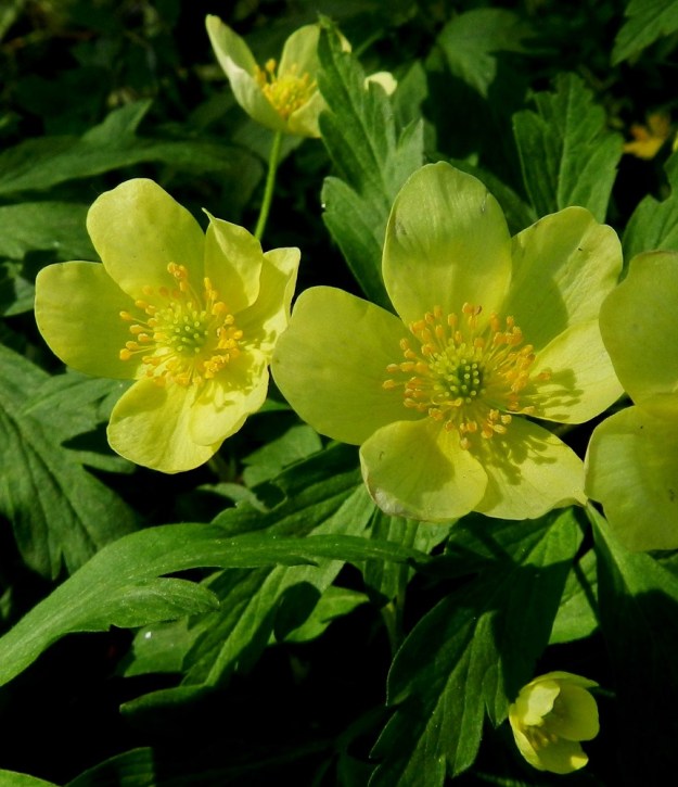 Anemone nemorosa x ranunculoides - ternivuokon kukka on yleensä noin 15-30 mm leveä. Jos kukkia on enemmän kuin yksi, muut kehittyvät ensimmäistä myöhemmin ja jäävät yleensä pienemmiksi. Kehälehdet ovat yleensä noin 7-15 mm pitkät ja leveimmältä kohtaa noin 5-10 mm leveät. Heteiden ponnet ovat kehälehtiä tummemman keltaiset. 19.5.2012. Copyright Hannu Kämäräinen.