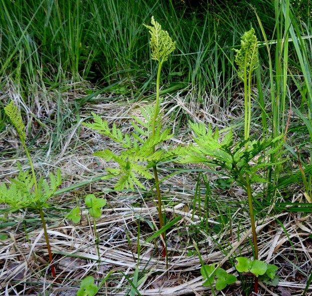 Botrypus virginianus (Botrychium virginianum) - lehtonoidanlukolla, kuten muillakin noidanlukoilla koko ja ulkonäkö jossain määrin vaihtelee. Lehden itiöpesäkkeellisen osan perä on pysty, tanakka ja vihreä sekä tavallisesti noin 7-17 cm pitkä. Perusasetelmasta poiketen joskus harvoin, kuten kuvassa, pesäkkeellisiä lehden osia voi olla kaksikin. Itiöpesäkkeistö on aluksi kellanvihreä. 7.7.2022. Copyright Hannu Kämäräinen.