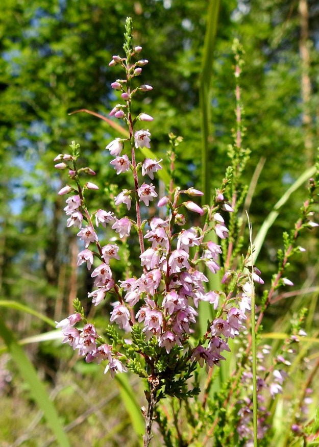 Calluna vulgaris - (kangas)kanervan kellomaiset kukat ovat vastakkaisten lehtiparien hangoissa. Varsien yläosat ja haarat ovat punaruskeat tai harmahtavan kellanruskeat ja tiheästi hyvin lyhytkarvaiset. EH, Hämeenlinna, Loimalahti, Kolkanmäki, mäntykangas, 25.7.2022. Copyright Hannu Kämäräinen.
