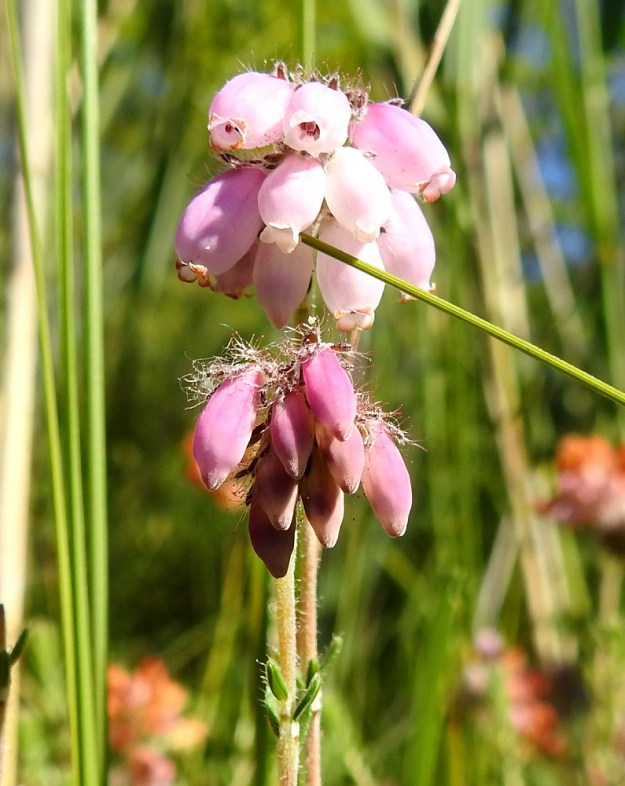 Erica tetralix - nummikellokanervan kukinto on toispuolinen, tiheäkukkainen ja nuokkuva latvasarja. Kukat ovat useimmiten vaaleanpunaiset. Näyttää kuin niiden tyvellä olisi leveä ja tiheä karvareunus. Vaikutelma syntyy verholehtien pitkästä laitakarvoituksesta. 10.8.2022. Copyright Hannu Kämäräinen.