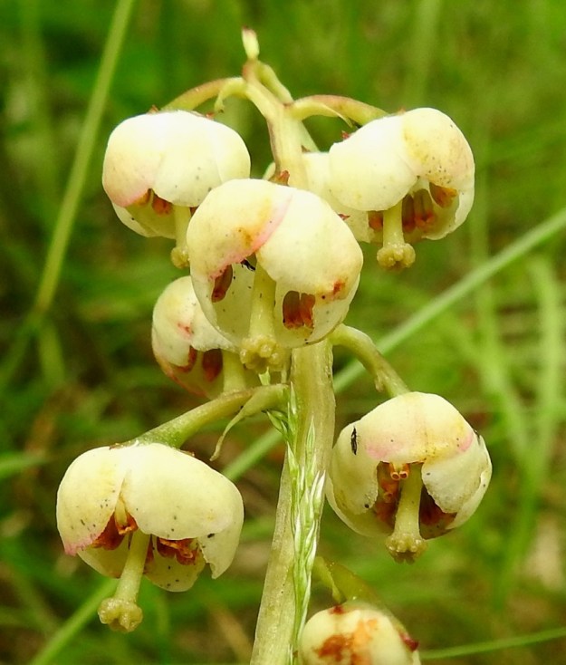 Pyrola media - kellotalvikin kukassa on viisi terälehteä. Ne ovat pyöreähköt, kuperat ja lomittaiset sekä tavallisesti noin 6-7 mm pitkät ja leveimmältä kohtaa noin pituutensa levyiset. Emin vartalo luotteineen on tanakka ja suora sekä tavallisesti noin 5-7 mm pitkä. Se yltää selvästi teriön ulkopuolelle. Lähilajilla isotalvikilla, P. rotundifolia, teriö on selvästi avoimempi ja vartalo on käyrä sekä alaspäin taipunut. Toisen lähilajin, pikkutalvikin, P. minor, emin vartalo on kyllä suora mutta vain 1-2 mm pitkä yltäen juuri ja juuri teriön suulle. EH, Hämeenlinna, Loimalahti, Kolkanmäen sivua kulkevan ulkoilureitin laitametsä, 2.7.2022. Copyright Hannu Kämäräinen.