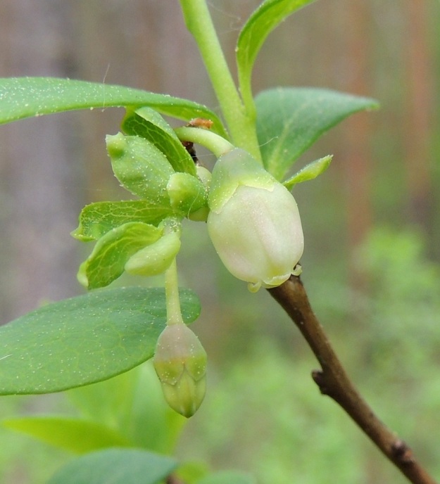 Vaccinium uliginosum subsp. uliginosum - (taiga)juolukan subsp. suojuolukan teriö on aika usein myös kokonaan valkoinen. 25.5.2014. Copyright Hannu Kämäräinen.