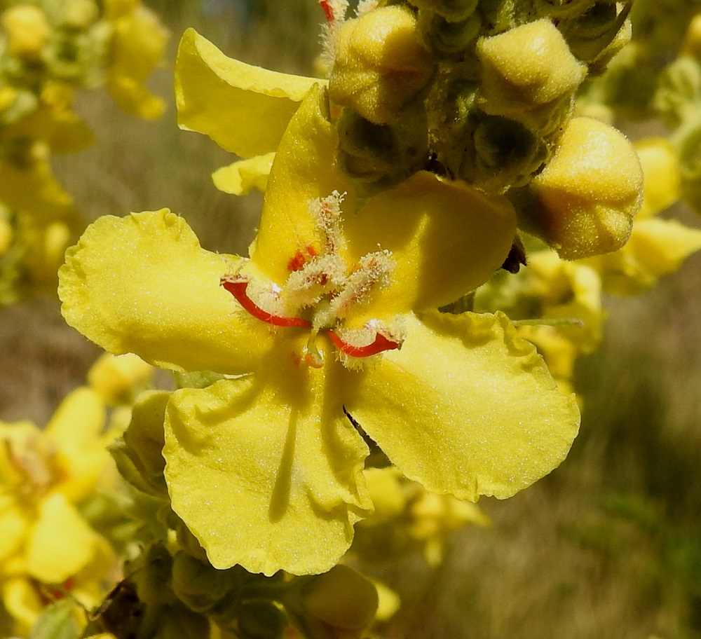 Verbascum speciosum - pustantulikukan kukassa on viisi hedettä ja ne ovat yleensä noin 5-9 mm pitkät. Palhot ovat punaiset ja kolme ylintä niistä ovat peittävän tiheästi valkokarvaiset. Kahden alemman palhon karvoitus on tavallisesti toispuoleinen tai muuten vajavainen niin, että punainen pinta on enemmän tai vähemmän näkyvissä. Ponnet ovat munuaismaiset ja noin 1-1,5 mm leveät. Varsinkin ylempien heteiden ponnet jäävät usein ponsikarvoituksen sisään. Heteet ovat kiinnittyneet teriön tyveen ja varisevat sen mukana. Emin vartalo luottineen on noin 4-6 mm pitkä. 13.7.2022. Copyright Hannu Kämäräinen.