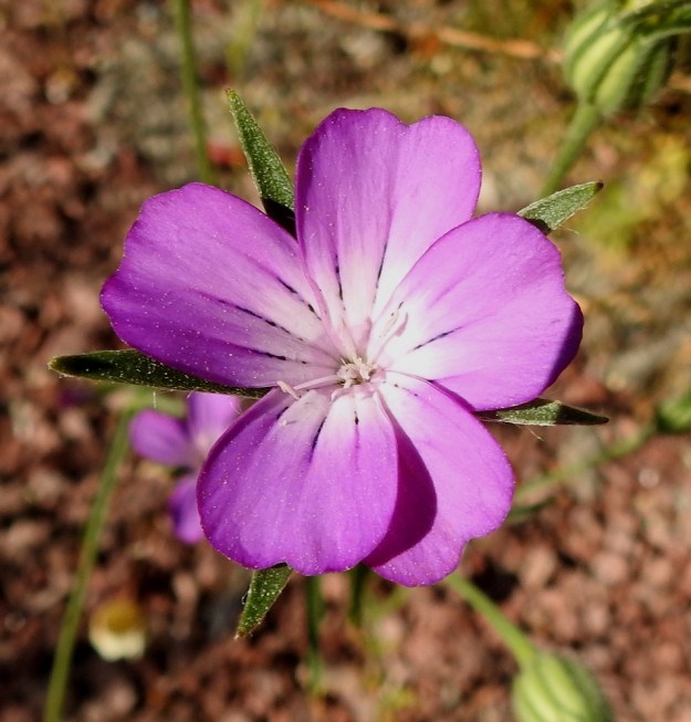 Agrostemma githago - isoaurankukan terälehtien sivulle taittuva kärkiosa on lanttopäinen ja tavallisesti noin 8-15 mm pitkä ja leveimmältä kohtaa noin 5-10 mm leveä. Niiden tyviosa on vaaleampi tai valkoinen. Heteitä on kymmenen. Ne ovat valkoiset tai kellertävät ja kasvavat täyteen pituuteensa yleensä eriaikaisesti. 11.7.2022. Copyright Hannu Kämäräinen.