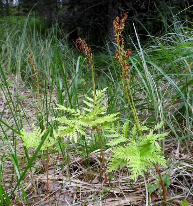 Botrypus virginianus (Botrychium virginianum) - lehtonoidanlukot kuvattuna samalla kasvupaikalla kuin edellisessä kuvassa, mutta elokuun loppupuolella. Steriilit lehtilavat ovat haalistuneet entistä vaaleammiksi. Suurin muutos on kuitenkin tapahtunut itiöpesäkkeistöissä. Ne ovat itiöpölynsä luovutettuaan menettäneet entisen muotonsa ja muuttuneet punaruskeiksi. 23.8.2022. Copyright Hannu Kämäräinen.