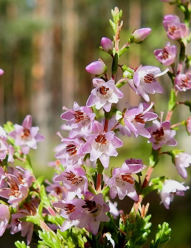 Calluna vulgaris - (kangas)kanervan kukat ovat vaaleansinipunaiset ja harvoin valkoiset sekä avoimena noin 4-5 mm leveät Kukan näkyvä osa muodostuu samanvärisistä, sisäkkäin olevista ja nelilehtisistä tai -liuskaisista verhiöstä ja teriöstä. Verhiö on teriötä pitempi. Sen lehdet ovat puikeahkot ja suippokärkiset sekä noin 3-4 mm pitkät. Teriö on tyveltään yhdislehtinen ja syvään liuskainen. Sen pituus on noin 2,5-3 mm. EH, Hämeenlinna, Loimalahti, Kolkanmäki, mäntykangas, 25.7.2022. Copyright Hannu Kämäräinen.