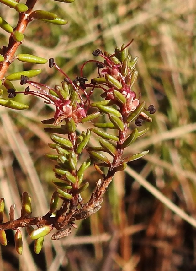 Empetrum nigrum subsp. nigrum - (musta)variksenmarjan subsp. etelänvariksenmarjan heteet voivat venyä seitsemänkin milliä pitkiksi, kuten kuvassa. Palhot ovat tumman- tai sinipunaiset ja kaksilokeroiset, noin millin mittaiset ponnet lopulta lähes mustat. Versojen yläosat ovat särmikkäät ja kellan- tai punaruskeat. EH, Hämeenlinna, Pullerinmäki, Ahvenistonharjun juurella olevan Kahtoilammen rantaräme ja -neva, 13.5.2022. Copyright Hannu Kämäräinen.