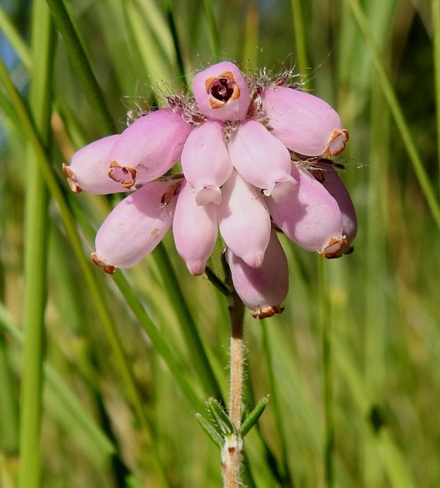 Erica tetralix - nummikellokanervan kukinto on tavallisesti noin 5-15-kukkainen. Teriö on ruukkumaisesti yhdislehtinen ja tuoksuva. Se on tavallisesti noin 5-9 mm pitkä ja leveimmältä kohtaa noin 3-4 mm leveä. Teriön kärki on suippeneva ja avauduttuaan neliliuskainen. Liuskat ovat lyhyet, leveän kolmiomaiset ja sivulle siirottavat tai jossain määrin taakäänteiset. 10.8.2022. Copyright Hannu Kämäräinen.