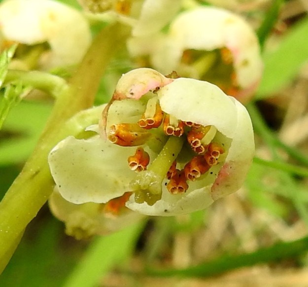 Pyrola media - kellotalvikin kukassa on kymmenen hedettä. Ne kaareutuvat sikiäimen tyveltä ja ovat ponsineen noin 5-6 mm pitkät ja eivät aivan yllä teriön kärjen tasalle. Palhot ovat valkoiset ja litteät sekä pölytysvalmiit ponnet keltaiset ja noin 2-3 mm pitkät. Ne avautuvat ponnenpuoliskojen kärkiaukon kautta. EH, Hämeenlinna, Loimalahti, Kolkanmäen sivua kulkevan ulkoilureitin laitametsä, 2.7.2022. Copyright Hannu Kämäräinen.