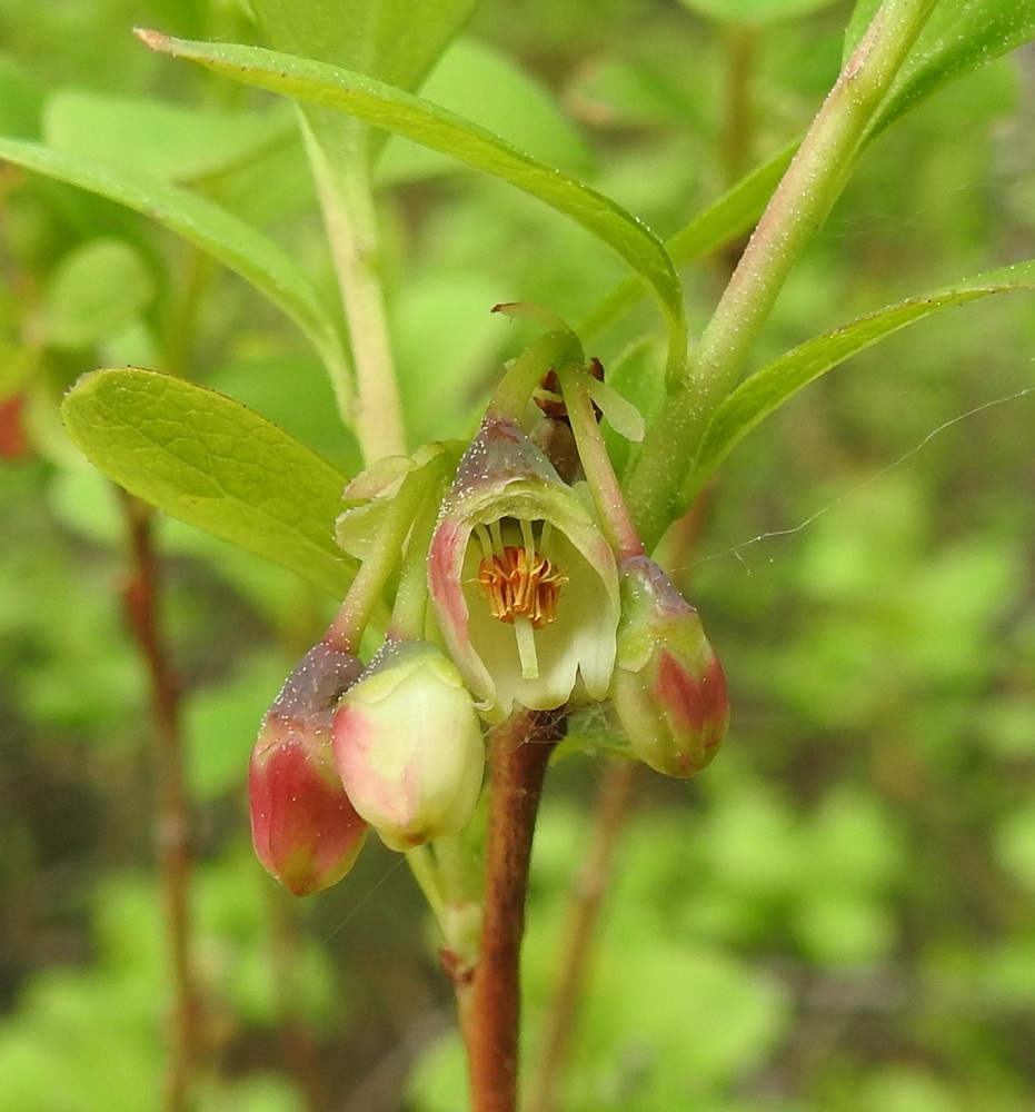 Vaccinium uliginosum subsp. uliginosum - (taiga)juolukan subsp. suojuolukan kukassa on kahdeksan tai kymmenen hedettä. Ne jäävät kokonaan teriön sisäpuolelle. Kuvassa teriöruukku on leikattu auki. Heteiden palhot ovat vaaleat ja litteät. Ponnet ovat keltaiset ja niiden molemmissa puoliskoissa ovat uloimpina putkimaiset lisäkkeet, joiden tyvellä on yksittäinen, siirottava karva. Siitepöly purkautuu putkimaisen lisäkkeen kautta. Emi on yksivartaloinen ja -luottinen sekä noin teriön pituinen. 9.6.2022. Copyright Hannu Kämäräinen.