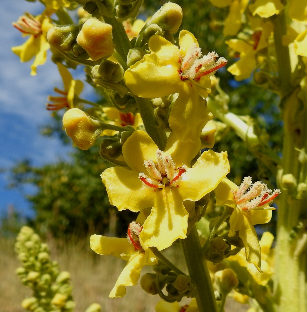 Verbascum speciosum - pustantulikukan kukat ovat kukinnossa muutaman kukan ryhminä ja ne ovat keskenään eri kehitysvaiheissa. Näin uusia kukkia voi avautua lähes koko kukinnon pituudelta. Kun vielä kukkaperän pituus vaihtelee, kukin kukka saa riittävästi tilaa täydelle avautumiselleen. Kukkaryhmät ovat tukilehdellisiä. Tukilehti on kapeanpuikea tai suikea ja kärjestään pitkäsuippuinen sekä yleensä noin 5-15 mm pitkä. Kukkaperä on tavallisesti noin 3-12 mm pitkä. Verhiö on noin 3-6 mm pitkä ja lähes tyveen asti säteittäisesti viisiliuskainen. Niin kukkavarsi, tukilehdet, kukkaperät ja verhiöt kuin teriön ulkopintakin on tiheästi tähtikarvainen. 13.7.2022. Copyright Hannu Kämäräinen.