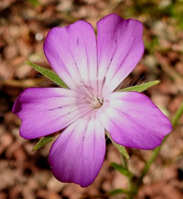 Agrostemma githago - isoaurankukan verhiönliuskat eivät ihan aina ole terälehtiä pitempiä. Jossakin alemmassa sivuhaaran kukassa ne voivat ulottua vain terälehtien kärjen tasolle, vaikka yksilön muissa kukissa ovatkin niitä pitempiä. 11.7.2022. Copyright Hannu Kämäräinen.