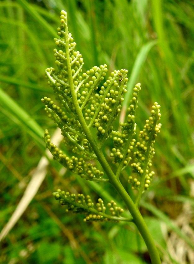 Botrypus virginianus (Botrychium virginianum) - lehtonoidanlukon itiöpesäkkeistö on malliltaan soikeahko tai kapeahkon kartiomainen, toispuoleinen ja 2-3 kertaa haarova. Se on useimmiten noin 3-7 cm pitkä ja leveimmältä kohtaa noin 1,5-3,5 cm leveä. 7.7.2022. Copyright Hannu Kämäräinen.