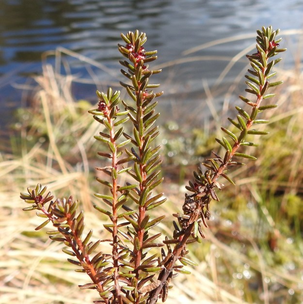 Empetrum nigrum subsp. nigrum - (musta)variksenmarjan subsp. etelänvariksenmarjan emiyksilöiden kukinta voi jäädä kokonaan huomaamatta, niin pienet ja vaatimattomat kukat ovat. Kukkien havaitseminen vaatiikin alas asti kumartumista ja katseen tarkentamista. EH, Hämeenlinna, Pullerinmäki, Ahvenistonharjun juurella olevan Kahtoilammen rantaräme ja -neva, 13.5.2022. Copyright Hannu Kämäräinen.