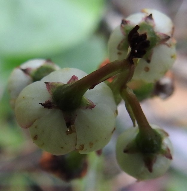 Pyrola media - kellotalvikin verhiö on vihertävä, punertava tai ruskehtava ja noin 3 mm pitkä sekä kärjestään viisiliuskainen. Liuskat ovat kolmiomaiset ja noin 2 mm pitkät. V, Turku, Peltolan ja Huhkolan välinen alue, Skanssinmäen eteläpuoli, Kaistintien varren metsäinen kumpare, 25.6.2019. Copyright Hannu Kämäräinen.