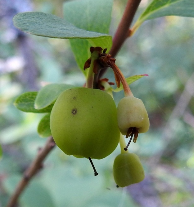 Vaccinium uliginosum subsp. uliginosum - (taiga)juolukan subsp. suojuolukan hedelmä on kukkapohjuksesta kehittyvä marja, joka varsinkin raakilevaiheessaan on hieman kantikas. Emin kuivuneet vartalo ja luotti pysyvät kehitysvaiheessa jonkin aikaa mukana. Kuvan vihreän raakileen malli tuo mieleen Antonovka-omenan. 20.7.2022. Copyright Hannu Kämäräinen.