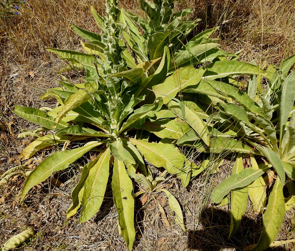 Verbascum speciosum - pustantulikukan ruusukelehdet ja varren tyvilehdet ovat samankaltaiset. Kuvassa oikealla ja edessä alhaalla näkyvät ruusukkeet lupaavat, että seuraavanakin kesänä tähän paikkaan nousee useamman kukkavarren rykelmä. 13.7.2022. Copyright Hannu Kämäräinen.