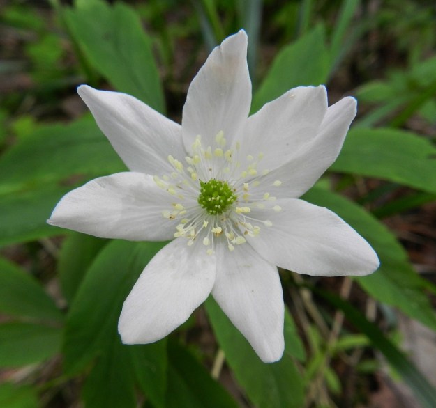 Anemone nemorosa x trifolia - valkovuokko x alppivuokko. Risteymän kehälehtien määrä voi vaihdella kantalajien tavoin, joskin alppivuokon vaikutus hillitsee niiden määrää. Ainakin kahdeksanlukuinen kukka löytyi kameran linssin eteen. EH, Asikkala, Hillilä, Syrjänsupat, 7.6.2012. Copyright Hannu Kämäräinen.