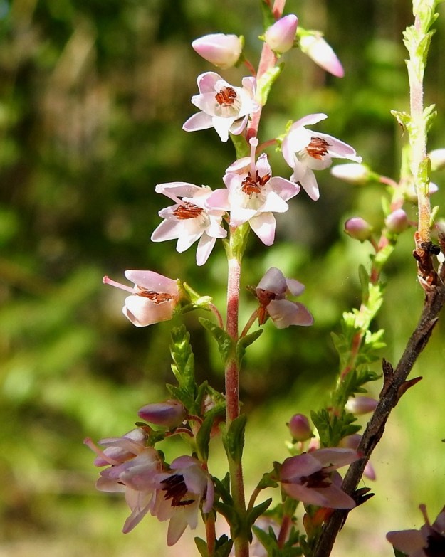 Calluna vulgaris - (kangas)kanervan kukkivissa haaroissa lehdet ovat harvassa. Niiden rakenne on erikoisen näköinen, sillä neulasmaisen lehtilavan lisäksi lavan tyvellä ovat korvakemaiset liuskat, jotka ovat vartta vasten painuneet. Lehtihangoista lähtevät kukkaperät ovat tiheästi hyvin lyhytkarvaiset ja noin 2-3 mm pitkät. Kukan tyvellä on neljän tai kuuden vihreän ylälehden muodostama lisäverhiö, jonka lehdissä on varsilehtien tapaan tyviliuskat, jotka ovat kukkaperän myötäiset. EH, Hämeenlinna, Loimalahti, Kolkanmäki, mäntykangas, 25.7.2022. Copyright Hannu Kämäräinen.