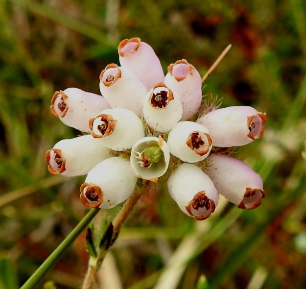 Erica tetralix - nummikellokanervan teriö voi harvoin olla myös hyvin vaalea tai lähes valkoinen. Heteitä on kahdeksan. Niiden punaruskeat ponnet eivät yllä aivan teriön kärkiaukon tasalle. Muurahaisen tai muun hyönteisen siististi ympäri asti purema teriö avaa näkymän myös sen muuten suljetulle sisäpuolelle. Keskellä näkyy jo hieman paisunut, pitkänpyöreä sikiäin, joka on aloittanut kehittymisen kohti kotavaihetta. Vaikka suurin osa heteiden ponsista on syöty pois, oikeassa reunassa on vielä nähtävillä kahden ponnen molemmissa puoliskoissa olevat, vaaleat kannukset. 10.8.2022. Copyright Hannu Kämäräinen.