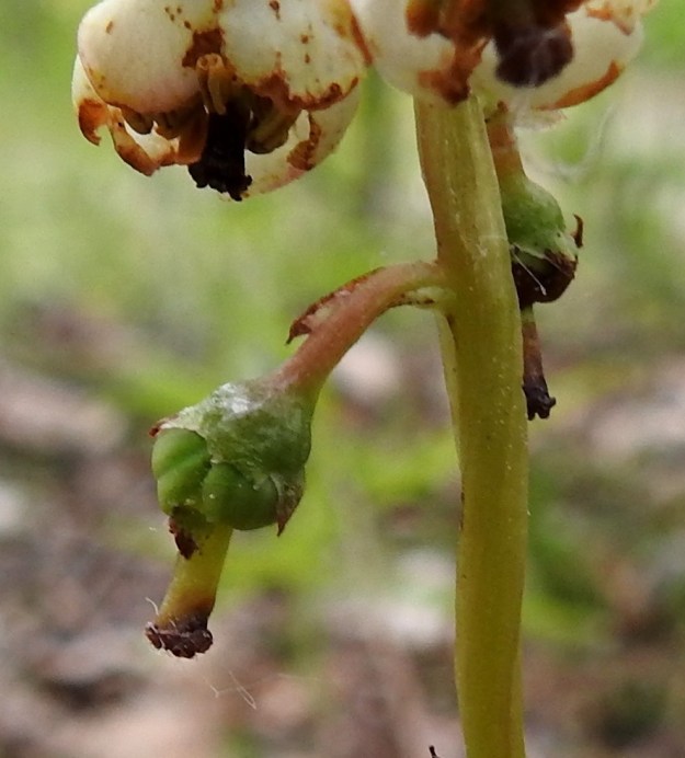 Pyrola media - kellotalvikin kota on nuokkuva, pyöreämuotoinen ja viisilokeroinen sekä kypsänä ruskeahko. Se on yleensä noin 6-7 mm leveä ja noin 4-5 mm korkea. Kuvassa kota on vasta kehittymässä. V, Turku, Peltolan ja Huhkolan välinen alue, Skanssinmäen eteläpuoli, Kaistintien varren metsäinen kumpare, 25.6.2019. Copyright Hannu Kämäräinen.