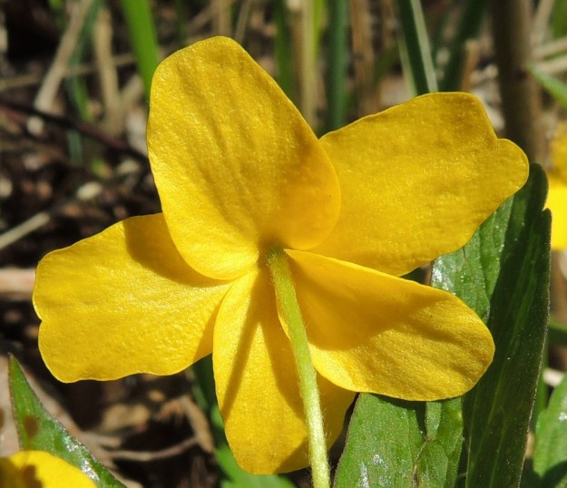 Anemone ranunculoides - keltavuokon kehälehdet eivät ole erilaistuneet verhiöksi ja teriöksi. Kehälehdet ovat alapinnaltaan tiheästi hyvin lyhytkarvaiset. EH, Hämeenlinna, Luhtiala, Aulangon Heikkilän tien laide, 5.5.2016. Copyright Hannu Kämäräinen.