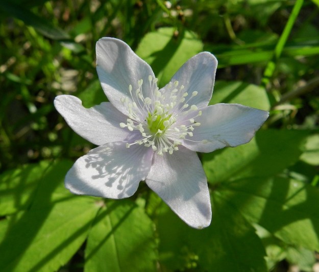 Anemone trifolia - alppivuokon toinen valkovuokosta, A. nemorosa, erottava tuntomerkki löytyy heteistä. Heteiden ponnet ovat valkoiset, kun ne valkovuokolla ovat keltaiset ja lajien risteymällä vaaleankeltaiset. Alppivuokon kukka on tavallisesti noin 30-40 mm leveä, useimmiten valkoinen ja harvoin punertava. Soikeita tai puikeita kehälehtiä on tavallisesti kuusi. EH, Asikkala, Hillilä, Syrjänsupat, 7.6.2012. Copyright Hannu Kämäräinen.