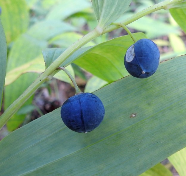Polygonatum odoratum - kalliokielon marja on pyöreä ja vahapeitteinen. Sen läpimitta on tavallisesti noin 8-12 mm. Kypsänä se on tummansininen tai sinimusta. EH, Hämeenlinna, Kankaantausta, Nuppola, Luolajanharju, 12.9.2022. Copyright Hannu Kämäräinen.