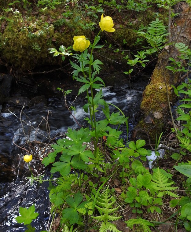 Trollius europaeus - (niitty)kullero kasvaa mielellään myös lehtoisen rehevillä puronvarsilla. Ks, Kuusamo, Käylä, Oulangan kansallispuisto, Rytilammen luontopolku, Rytikönkään alapuolisen puron varsi, 14.6.2019. Copyright Hannu Kämäräinen.