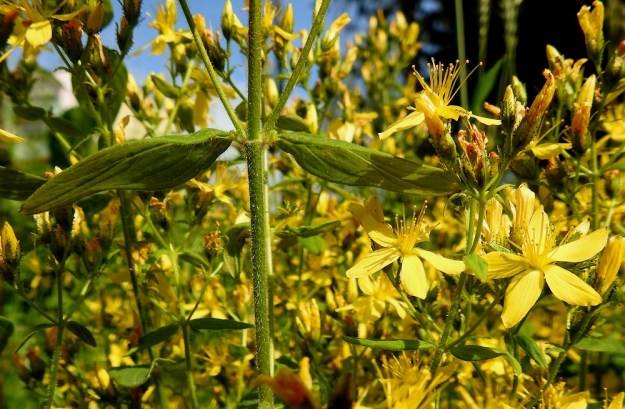 Hypericum hirsutum - karvakuisman varsi ja haarat ovat särmättömän liereät ja tiheästi pehmeäkarvaiset. Lehdet ovat ruodittomat tai ruoti on enintään noin 3 mm ja tiheäkarvainen. 15.7.2019. Copyright Hannu Kämäräinen.