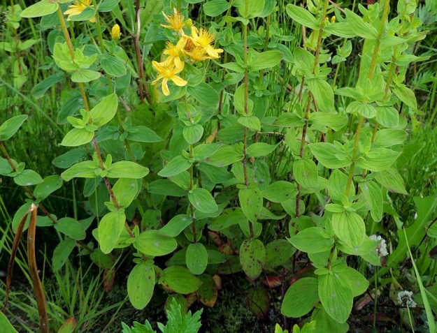 Hypericum maculatum - särmäkuisman lehdet ovat varrella vastakkain ja ristikkäisesti allekkain. Lehtihankoihin kasvaa usein lyhyitä, pienilehtisiä haaroja, jotka varren latvaosassa kehittyvät pitemmiksi ja kukkiviksikin. Lehtilapa on leveänsoikea, tavallisesti noin 1,5-4 cm pitkä ja leveimmältä kohtaa noin 1-2 cm leveä. EH, Hämeenlinna, Vuorentaka, laaja peltoaukea, Hämeen Härkätien laide, 26.6.2013. Copyright Hannu Kämäräinen.